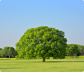 欧米では1950年から使用されてきた実績のあるセルローズファイバー断熱材